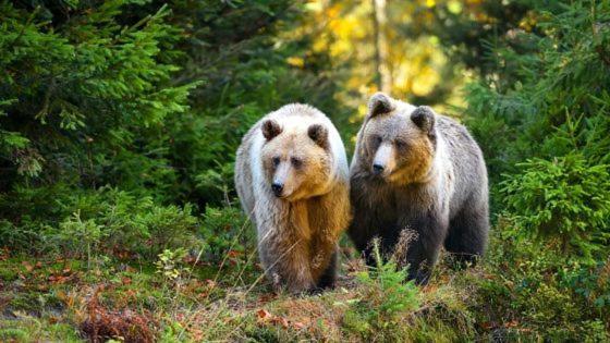 Hotel Au Lit Des Ours Han-sur-Lesse Eksteriør bilde